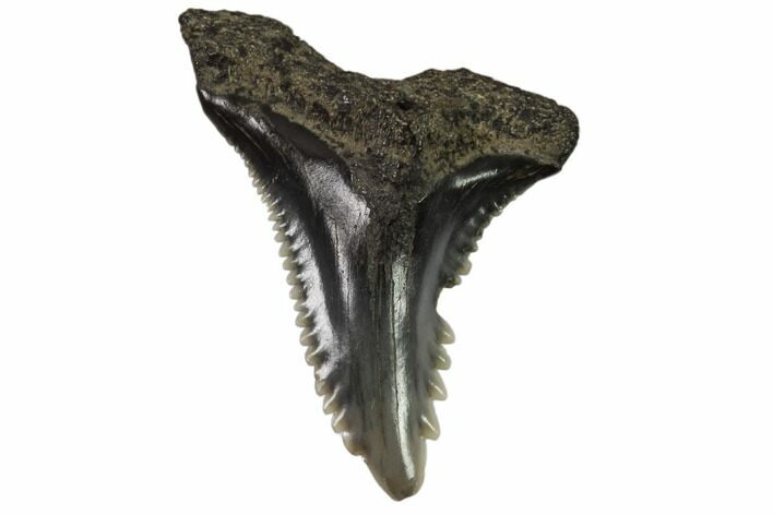 Hemipristis Shark Tooth Fossil - Virginia #102186